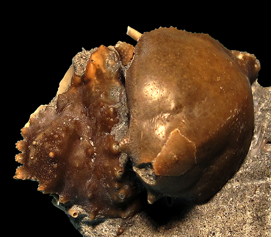 Enoplolambrus laciniatus